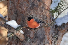 Eurasian Bullfinch (Pyrrhula pyrrhula)