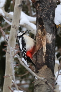 Great Spotted Woodpecker (Dendrocopos major)