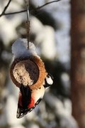 Great Spotted Woodpecker (Dendrocopos major)