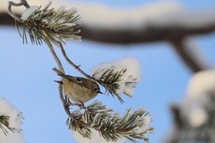 Fuglekonge (Regulus regulus)