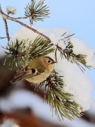 Fuglekonge (Regulus regulus)