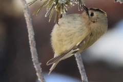 Fuglekonge (Regulus regulus)