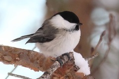 Willow Tit (Poecile montanus)