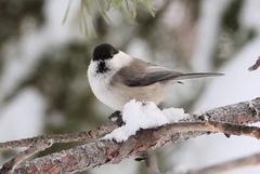 Willow Tit (Poecile montanus)