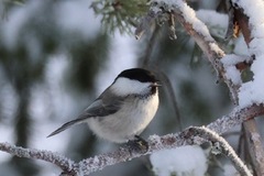 Willow Tit (Poecile montanus)