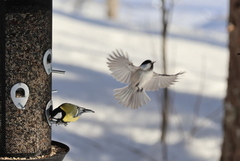 Willow Tit (Poecile montanus)