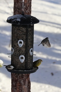 European Greenfinch (Chloris chloris)
