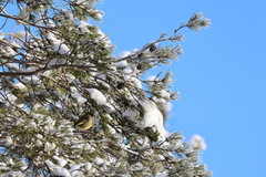 European Greenfinch (Chloris chloris)