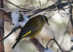European Greenfinch (Chloris chloris)
