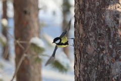 Great Tit (Parus major)
