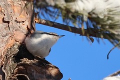 Nuthatch (Sitta europaea)
