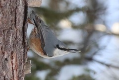 Nuthatch (Sitta europaea)