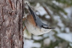 Nuthatch (Sitta europaea)