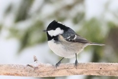 Coal Tit (Periparus ater)