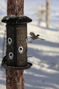 Coal Tit (Periparus ater)