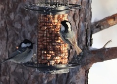 Coal Tit (Periparus ater)