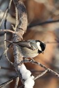 Coal Tit (Periparus ater)