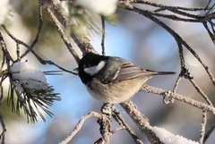 Coal Tit (Periparus ater)