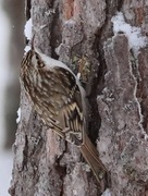 Eurasian Treecreeper (Certhia familiaris)