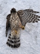 Hønsehauk (Accipiter gentilis)