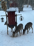 Roe Deer (Capreolus capreolus)
