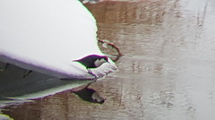 Dipper (Cinclus cinclus)
