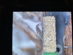 Trekryper (Certhia familiaris)