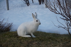 Mountain hare (Lepus timidus)