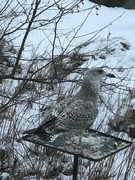 Fiskemåke (Larus canus)