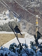 Song Thrush (Turdus philomelos)