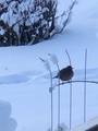 Svarttrost (Turdus merula)