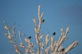 Grønnfink (Carduelis chloris)