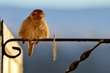 Gråspurv (Passer domesticus)