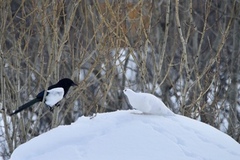 Willow Ptarmigan (Lagopus lagopus)