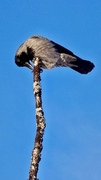 Hooded Crow (Corvus cornix)