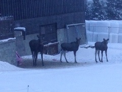 Moose (Alces alces)