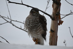 Eurasian Sparrowhawk (Accipiter nisus)