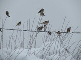 Stillits (Carduelis carduelis)