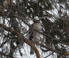 Spurvehauk (Accipiter nisus)