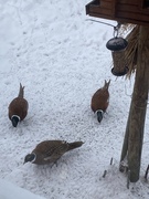 Common Pheasant (Phasianus colchicus)