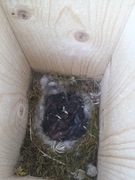 Pied Flycatcher (Ficedula hypoleuca)