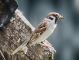 Pilfink (Passer montanus)