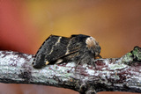 Høstspinner (Poecilocampa populi)