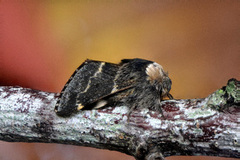 December Moth (Poecilocampa populi)