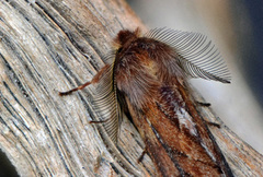 Fjærtannspinner (Ptilophora plumigera)