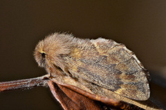 Plumed Prominent (Ptilophora plumigera)