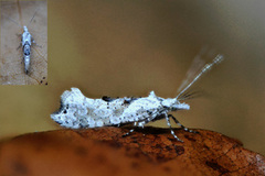 Ypsolopha asperella