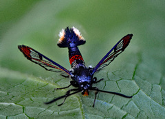 Red-tipped Clearwing (Synanthedon formicaeformis)