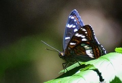 Ospesommerfugl (Limenitis populi)