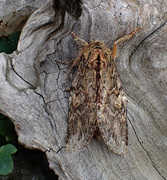 Oliventannspinner (Peridea anceps)